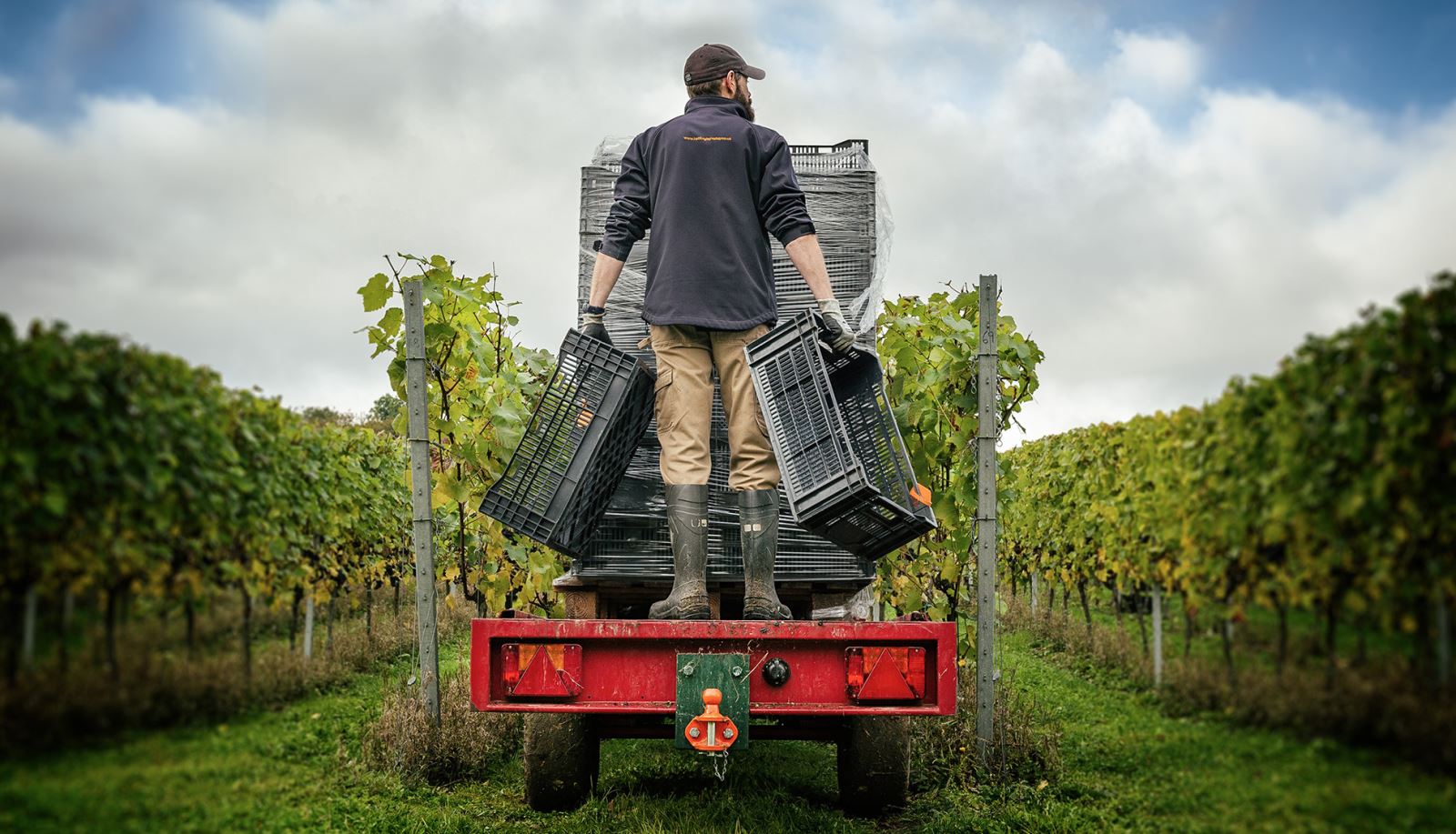 Men tending to the vines at Hattingley Valley Vineyard